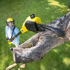 Professional Tree Services in Murfreesboro, NC