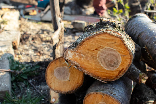 How Our Tree Care Process Works  in  Murfreesboro, NC